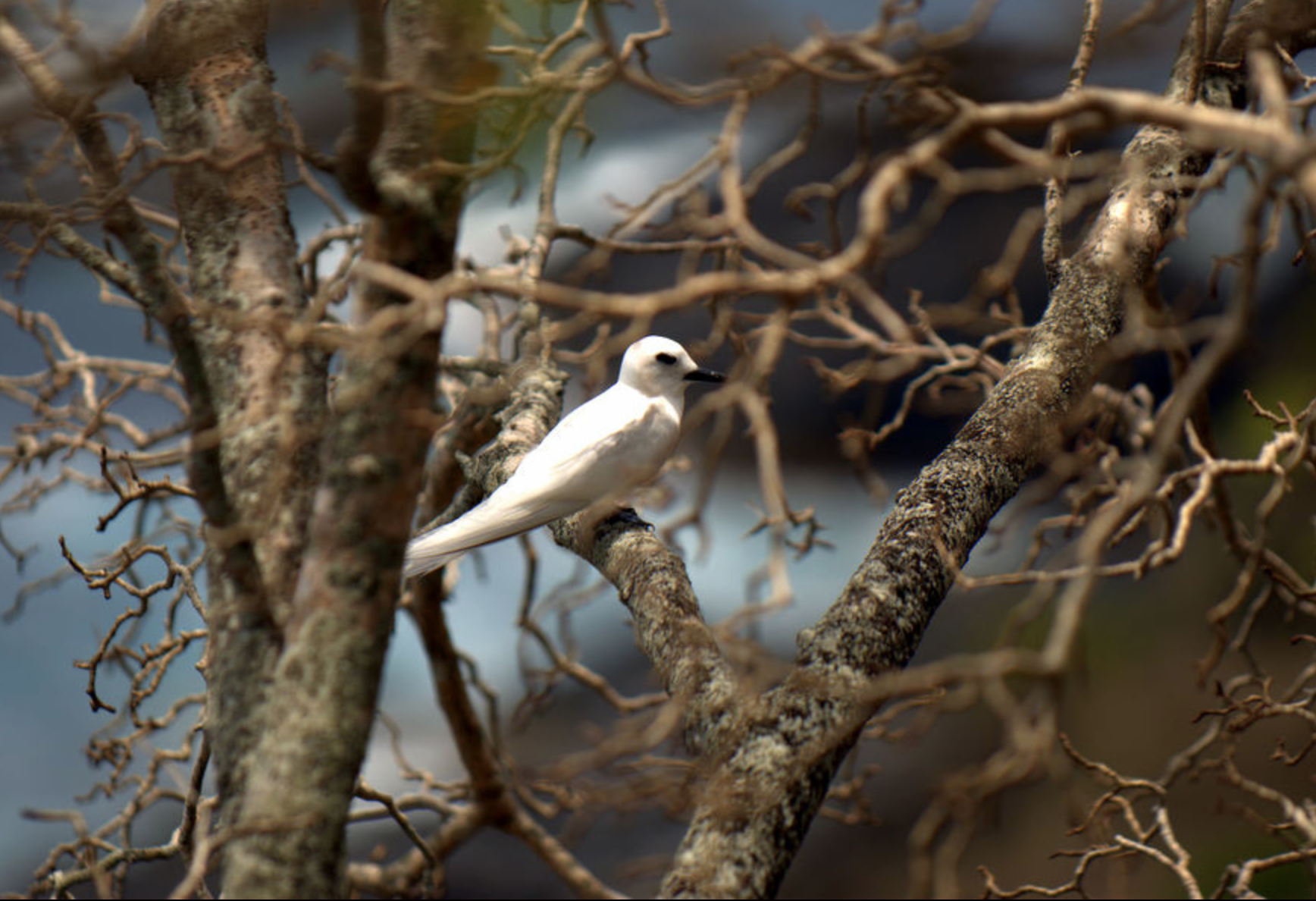 Gygis blanche et demi-becs